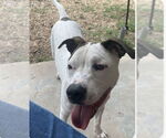 Small #3 American Pit Bull Terrier Mix