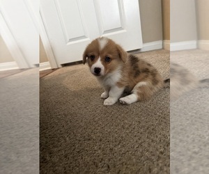 Pembroke Welsh Corgi Puppy for sale in CHINO, CA, USA