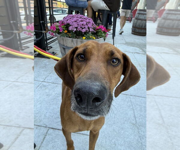 Medium Photo #9 Mountain Cur-Unknown Mix Puppy For Sale in Boston, MA, USA