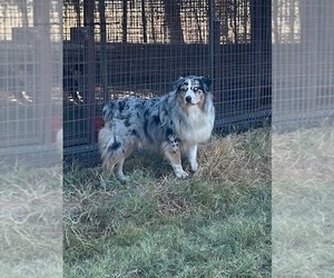 Father of the Australian Shepherd puppies born on 05/06/2025