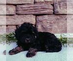 Small #2 Cavapoo