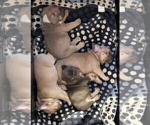 French Bulldog Litter for sale in GREENWICH, OH, USA