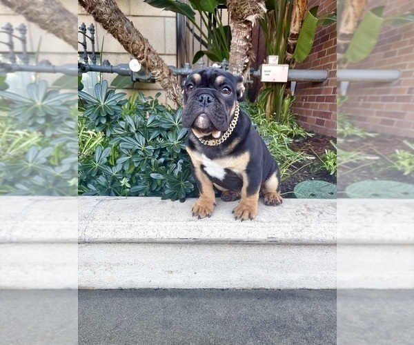 Medium Photo #5 English Bulldog Puppy For Sale in ATLANTA, GA, USA