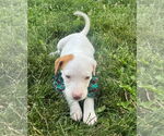 Small #34 Bullboxer Pit