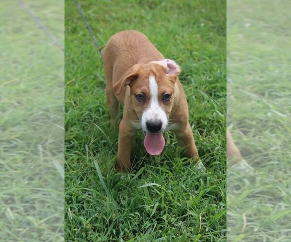 Medium Photo #2 Mutt Puppy For Sale in garner, NC, USA