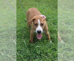 Clover - Female Mutt Dog for Adoption - Photo #2