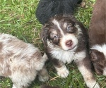 Small Photo #3 Australian Shepherd Puppy For Sale in MEGGETT, SC, USA