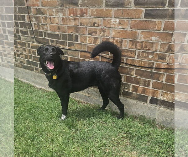 Medium Photo #9 Collie-Labrador Retriever Mix Puppy For Sale in McKinney, TX, USA