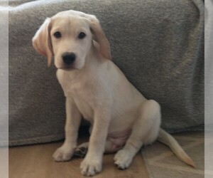 Labrador Retriever Puppy for sale in CALIENTE, CA, USA