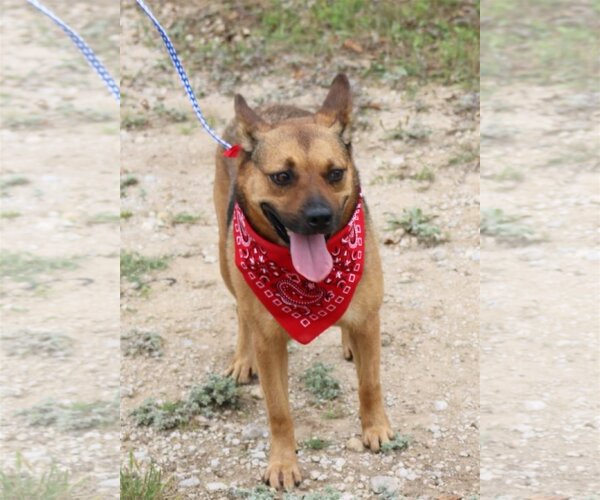 Medium Photo #2 Mutt Puppy For Sale in Bandera, TX, USA