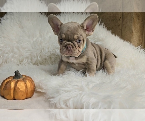 Medium Photo #1 French Bulldog Puppy For Sale in PINON HILLS, CA, USA