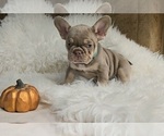 Puppy Puppy 5 teal French Bulldog
