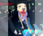 Small Bullboxer Pit