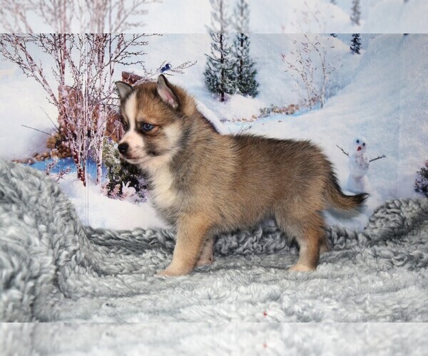 Medium Photo #3 Pomsky Puppy For Sale in BARNESVILLE, KS, USA