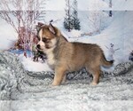 Small Photo #3 Pomsky Puppy For Sale in BARNESVILLE, KS, USA