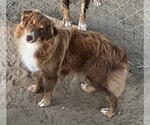 Small #21 Miniature Australian Shepherd