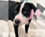 Small Labrador Retriever Mix
