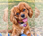 Small Cavalier King Charles Spaniel