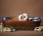 Small #12 Olde English Bulldogge