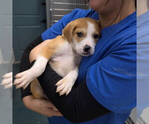 Beagle-Unknown Mix Dogs for adoption in Chico, CA, USA