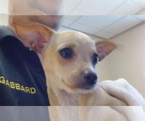 Chihuahua Dogs for adoption in Sacramento, CA, USA