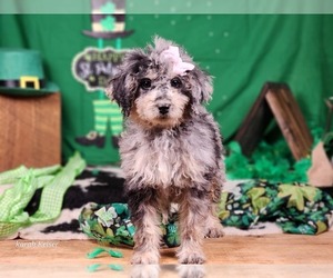 Miniature Bernedoodle Puppy for sale in SILVER LAKE, IN, USA
