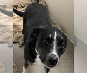 Labrador Retriever-Unknown Mix Dogs for adoption in Olathe, KS, USA