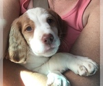 Small Photo #5 Brittany Puppy For Sale in LA GRANGE, KY, USA