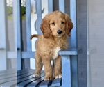 Small #3 Goldendoodle