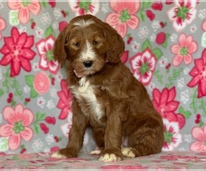 Goldendoodle Dog for Adoption in LANCASTER, Pennsylvania USA