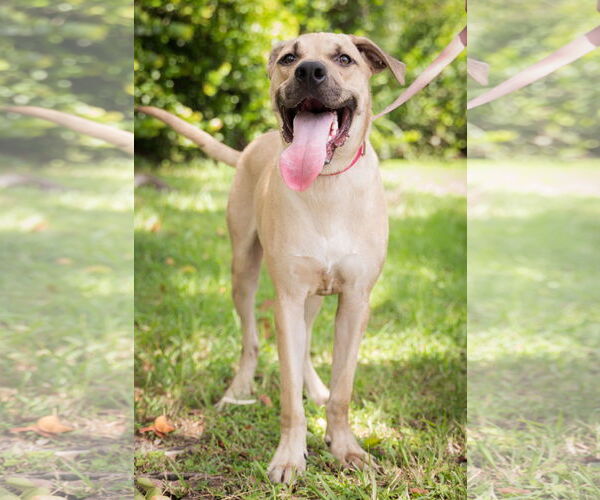 Medium Photo #1 Labrador Retriever-Unknown Mix Puppy For Sale in Royal Palm Beach, FL, USA