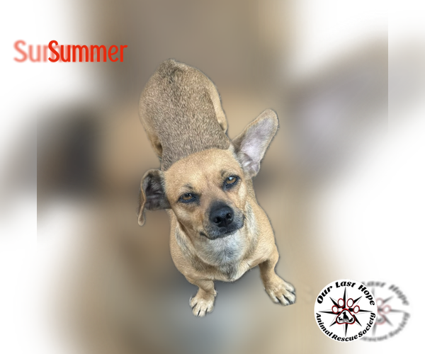 Medium Photo #1 Chiweenie Puppy For Sale in Princeton, British Columbia, Canada
