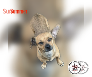 Chiweenie Dogs for adoption in Princeton, British Columbia, Canada