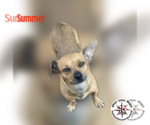 Small Chiweenie