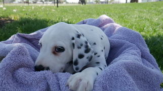 Dalmatian Puppy for sale in KENSINGTON, OH, USA