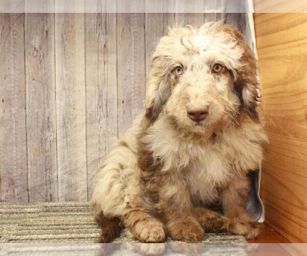 Medium Photo #1 Miniature Labradoodle Puppy For Sale in SHAWNEE, OK, USA