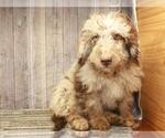 Small Photo #1 Miniature Labradoodle Puppy For Sale in SHAWNEE, OK, USA