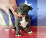 Small Photo #2 American Bully Puppy For Sale in SAN ANTONIO, TX, USA