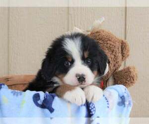 Bernese Mountain Dog Puppy for sale in FREDERICKSBURG, OH, USA