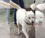 Small #3 Siberian Husky Mix
