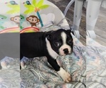 Puppy Ernie Boston Terrier
