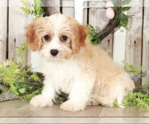 Cavapoo Puppy for sale in MOUNT VERNON, OH, USA