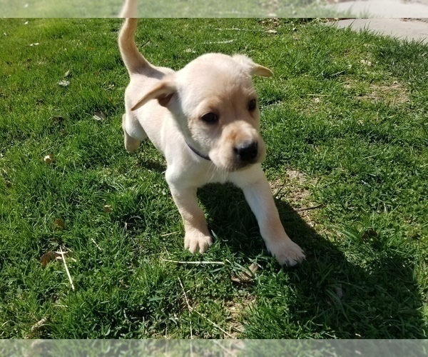 Medium Photo #4 Labrador Retriever Puppy For Sale in CALDWELL, ID, USA