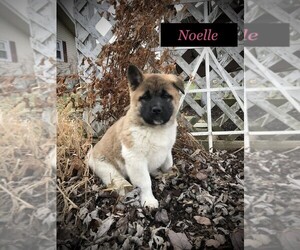 Akita Puppy for sale in SHILOH, OH, USA