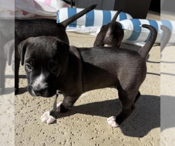 Medium Photo #1 Chinese Shar-Pei-Unknown Mix Puppy For Sale in Camarillo, CA, USA