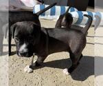 Small Chinese Shar-Pei Mix