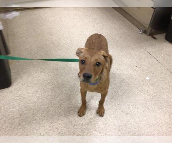 Medium Photo #1 American Pit Bull Terrier-Labrador Retriever Mix Puppy For Sale in Riverside, CA, USA