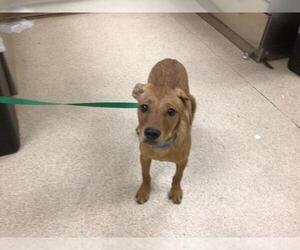 American Pit Bull Terrier-Labrador Retriever Mix Dogs for adoption in Riverside, CA, USA