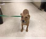 Small American Pit Bull Terrier-Labrador Retriever Mix