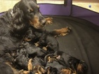 Small Photo #7 Gordon Setter Puppy For Sale in PADUCAH, KY, USA